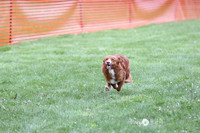 Trial 2 Med Dogs