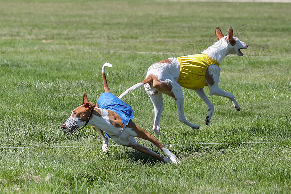 Finals Fch 1 Willow Penny Madyson-8280