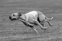 Prelims Zara-0811-2