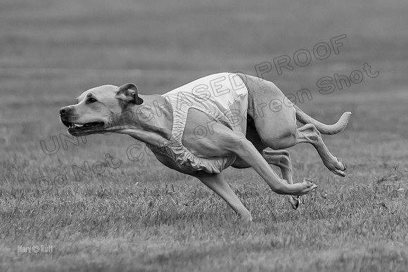 Prelims Zara-0811-2