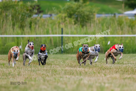 Prg 2, Race 4, Marty, Bogie, Denim, Meatloaf, Blaze, Raz-3