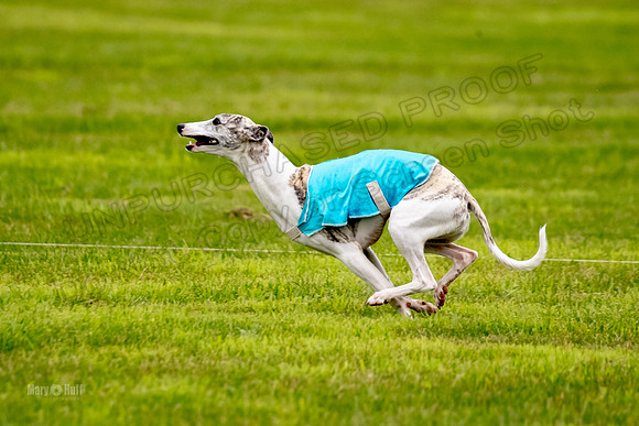 Prelims Misty-0640