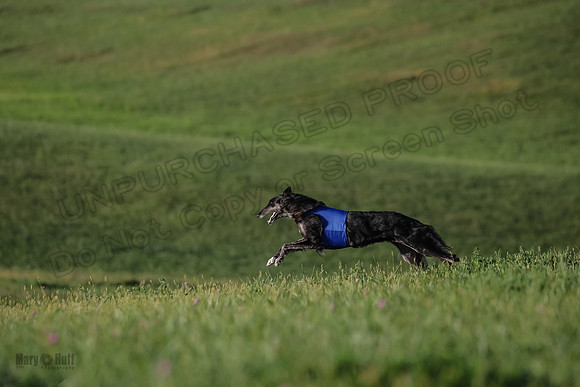 1 Prelims Vet 1 Yaro Chase Zip-3107