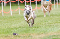 Borzoi