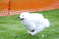 Trial 2 Large Dogs
