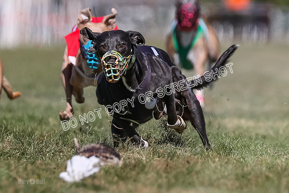Prg 4, Race 5, Rasta Cammie Warrior Grim Buckwheat-0199