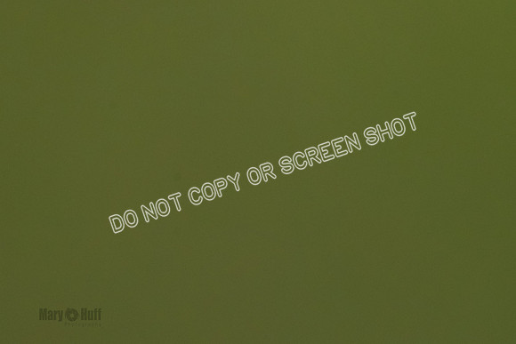 Cat Test 1-0351