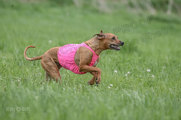 1 Prelims Fch Islay Eve Opal-8346