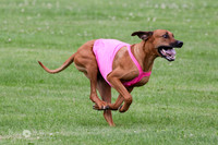 Rhodesian Ridgeback