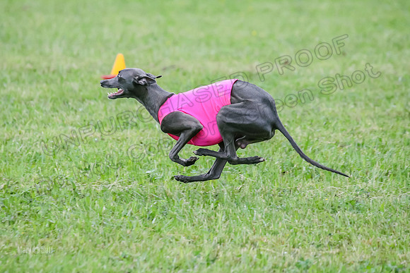 Prelim Open C2, Sparky Strummer Squiggle-8635