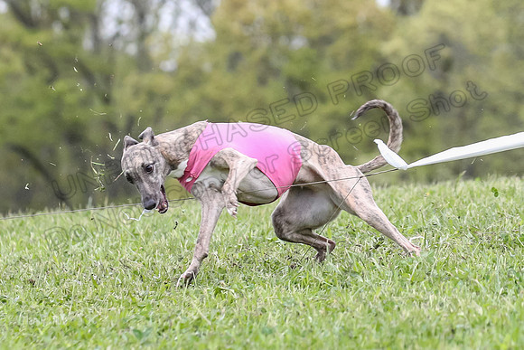Finals Vets 3, Rosie Littlebit Justice-2356