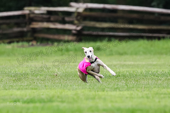 Finals Fch-Vet 2, Wilson Buttercup-1750