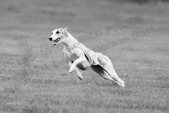 Prelims Misty-0635-2