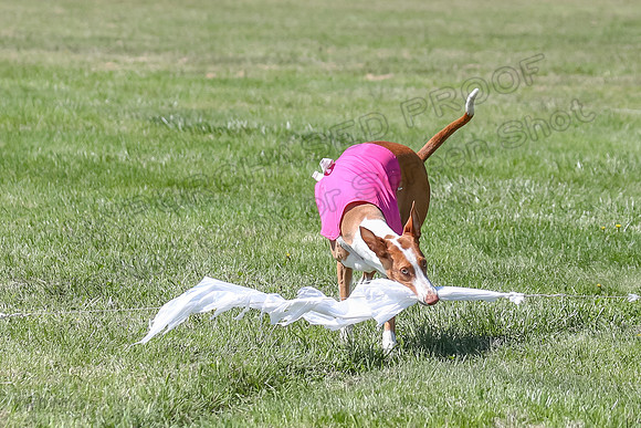 Finals Fch 2 Beastie Ginny-8322