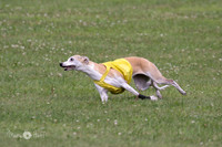 VET Whippet FINAL