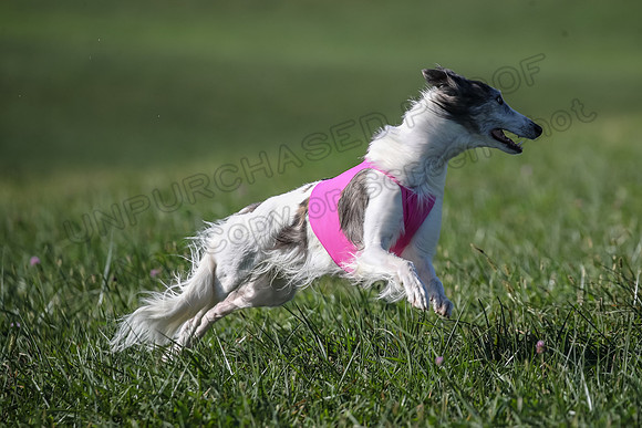 1 Prelims Fch 1 Kelso Wiings Foxy-5558