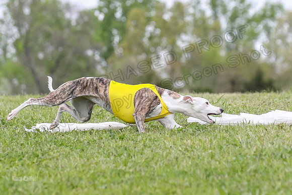 Finals Open G4, Lzzy Bumble Mystic-1631