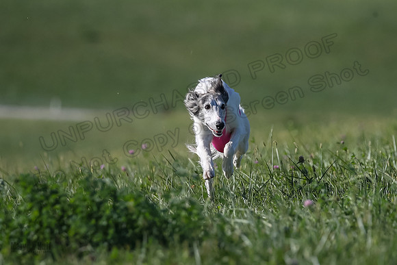 1 Prelims Fch 1 Kelso Wiings Foxy-5550