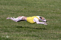 Whippet