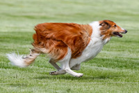 Cat Test 1-0143