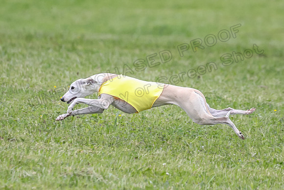Prelim Veterans 6, Rosie Tomte Akela-0245