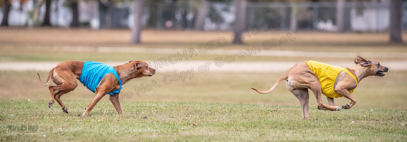 Finals Fch 1 Islay Opal Dakota-2405