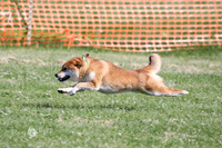 Doescher - Shiba Inu