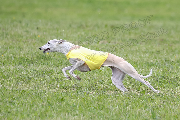 Prelim Veterans 6, Rosie Tomte Akela-0248