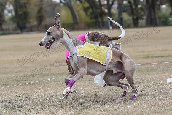 Finals Open 4 Rigel Trixie-4141