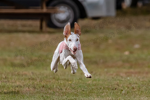 Finals Fch 2 Beastie Willow Ginny-3169