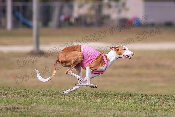Finals Vet Izzy Thea-3294