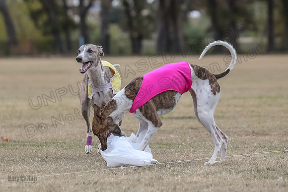 Finals Open 4 Rigel Trixie-4152