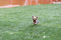 Trial 1 Small Dogs