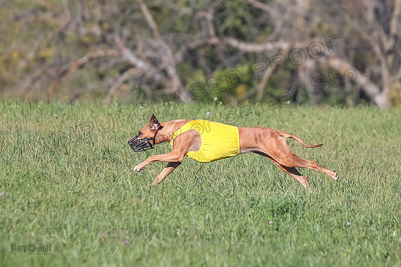 1 Prelims Open 1 Kinky Ash Zanna-4474