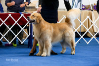 Open Dog