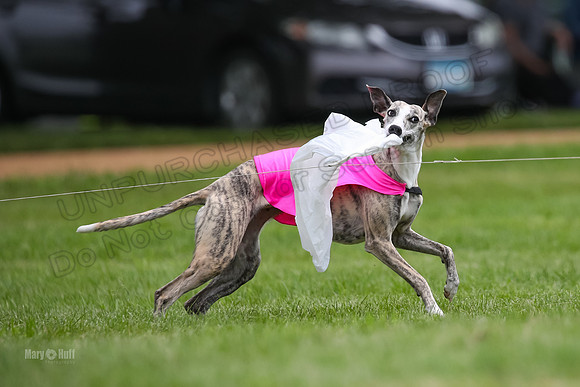Finals Open 1, Greta Lexus-1565