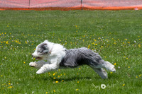Sunday Coursing Practice