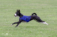 BOB Basenji