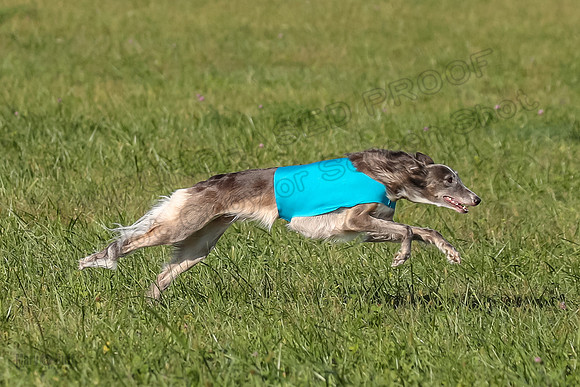 1 Prelims Fch 1 Kelso Wiings Foxy-5564