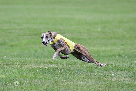 6N1A2667
