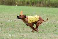 Rhodesian Ridgeback
