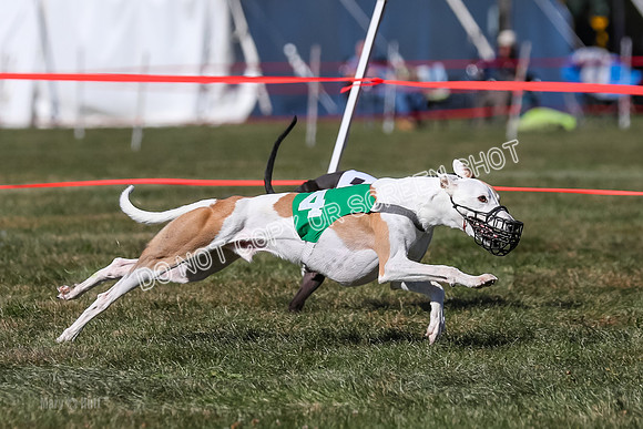 Prg 4, Race 9, Rarity Java Power Buzzsaw-2672