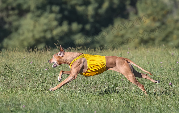1 Prelims Vet 2 Xena Libby-5358