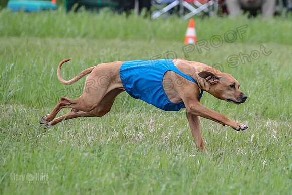 Finals Fch Opal Islay Eve-9003