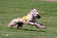 Open Afghan PRELIM