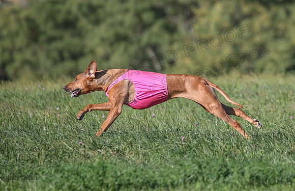 1 Prelims Vet 2 Xena Libby-5363