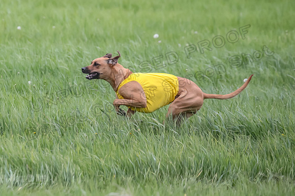 Finals Fch Opal Islay Eve-9013