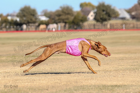 1Prelims Spec 2 Tango Cuest-0878