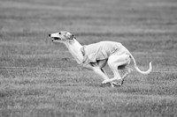 Prelims Misty-0640-2