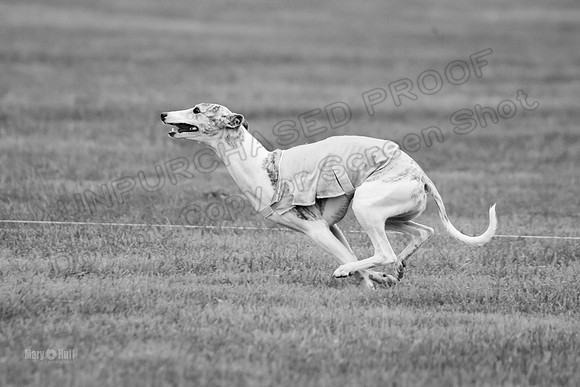 Prelims Misty-0640-2